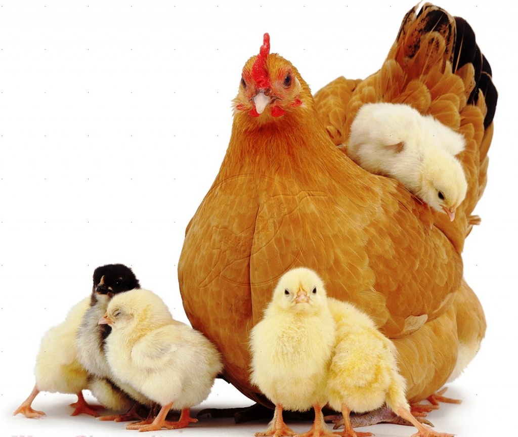 Chicken brooding photo by Pinterest.jpg
